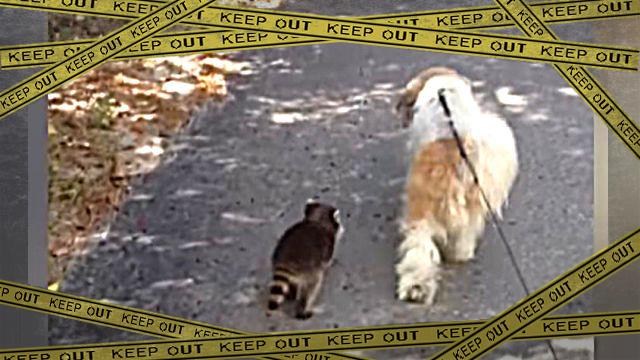 racoondog0-frame