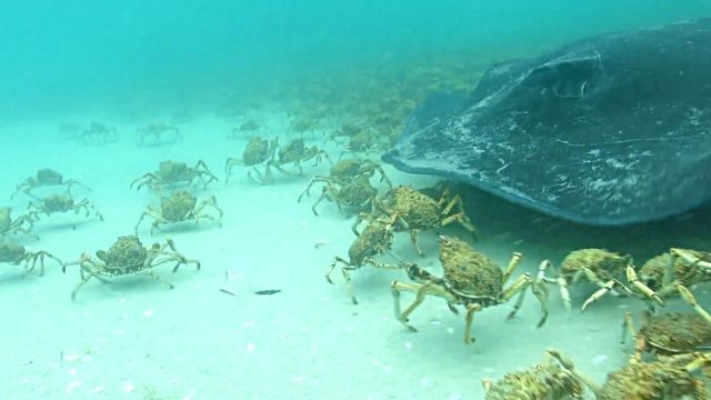 spidercrab3