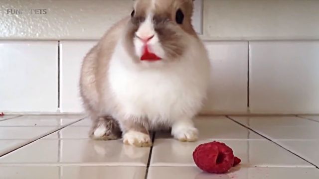 cuterabbits8