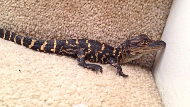 babyalligator2
