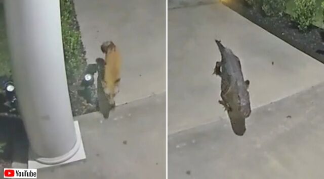 防犯カメラは見た！夜中に狐が玄関へ…そしてその後やって来たのはあのおっかないヤツだった！
