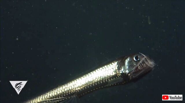 viperfish2_640