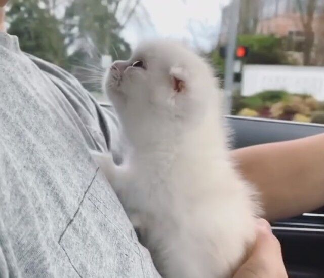 driveinwkitten2_e