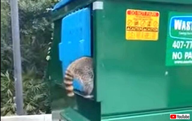 アライグマがゴミ箱を漁ってる！思わず声をかけた撮影者さんに起こったハプニングとは