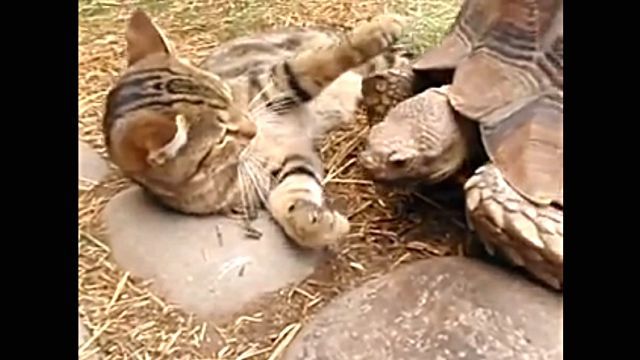 catntortoise0