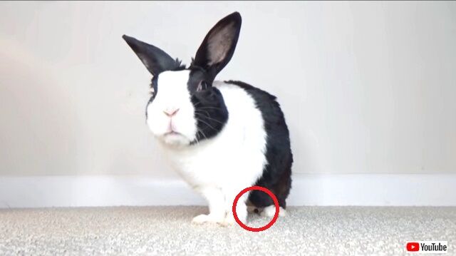 carrotpoop3