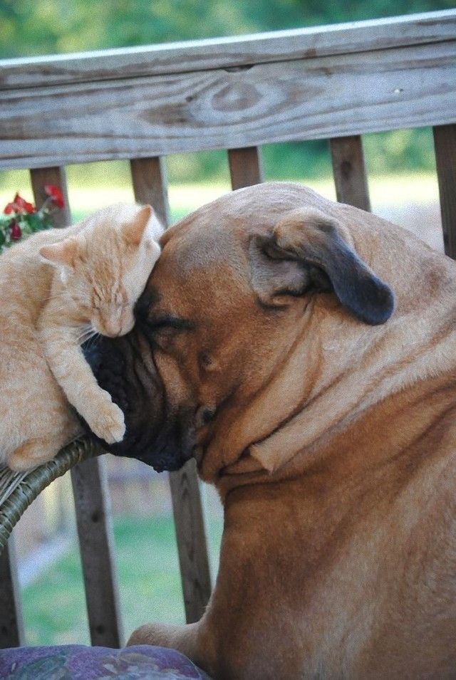 catndogcute13_e