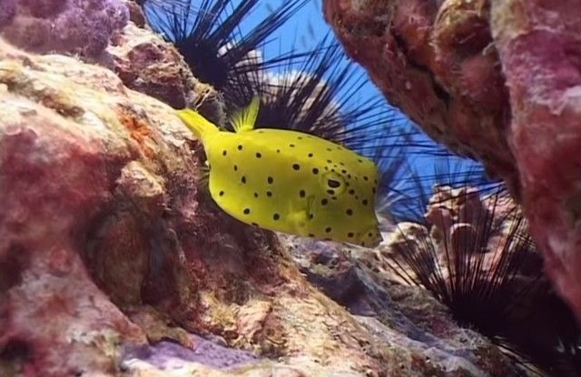 pufferfish6_e