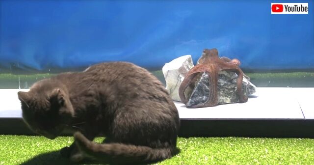 octopustocat2_640