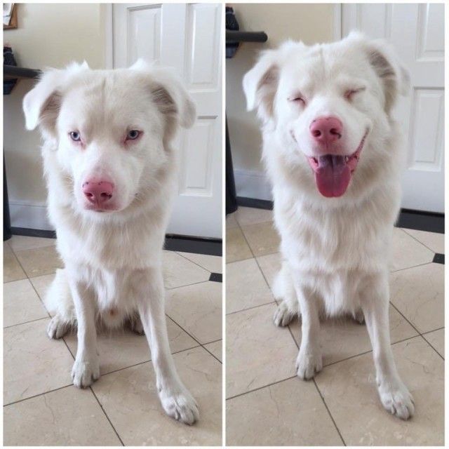 goodboy16_e