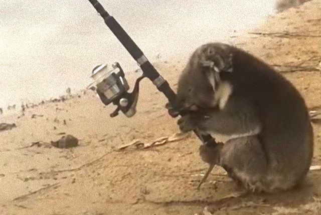 koalafishing2_e