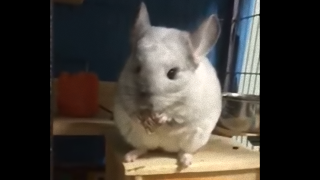 chinchila-3_e