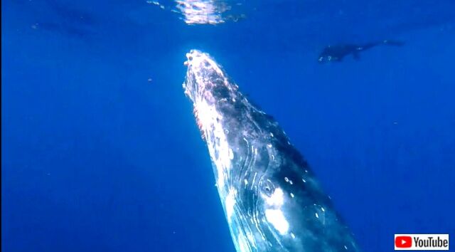 humpbackwhale3_640