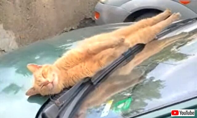 sunbathing2_640