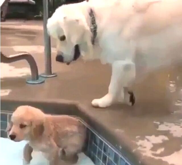 learningtoswim2_640