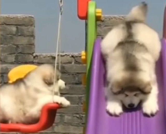 malamutepuppy7_e