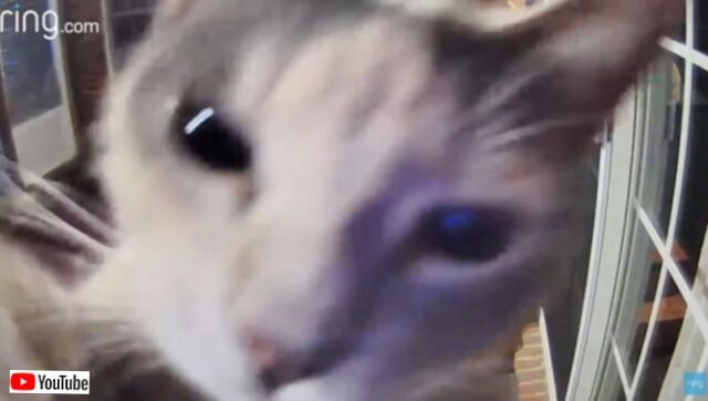 夜の愛猫たちに「おやすみ！」とカメラ越しに声をかけてみた結果