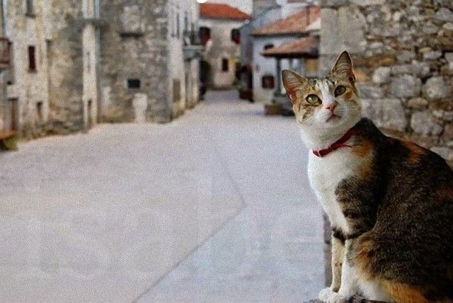 catintheworld23_e