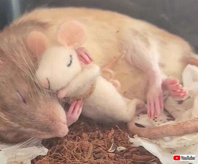 sleepyrat2_640