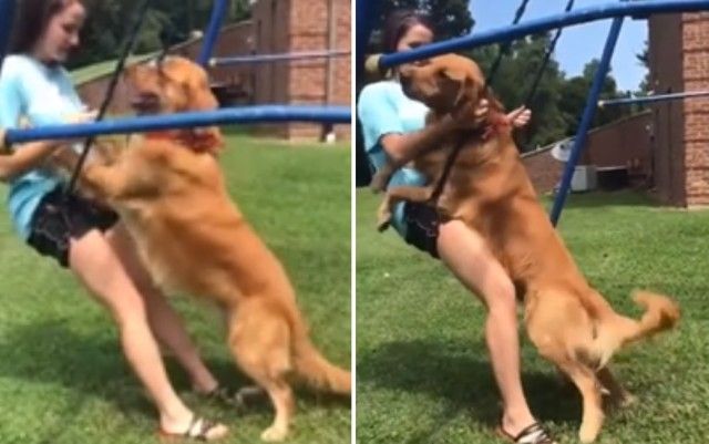 dogwantstoswing6_e