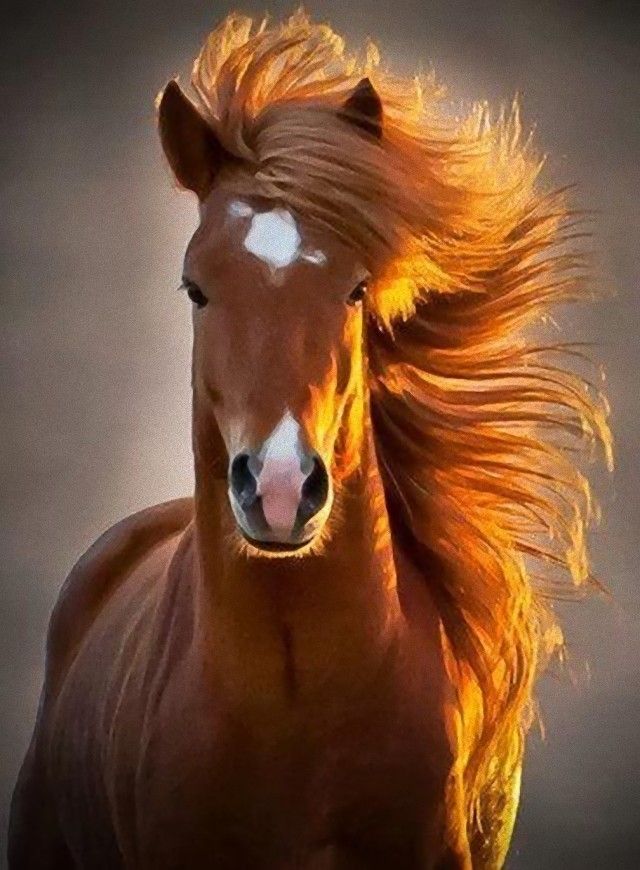 horse2_e