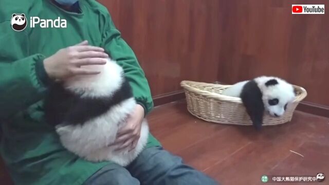 pandabegs4_640