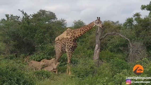 giraffenlion0_e