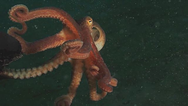 friendlyoctopus5