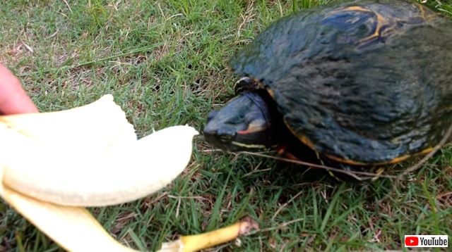 turtlesnbanana2_640