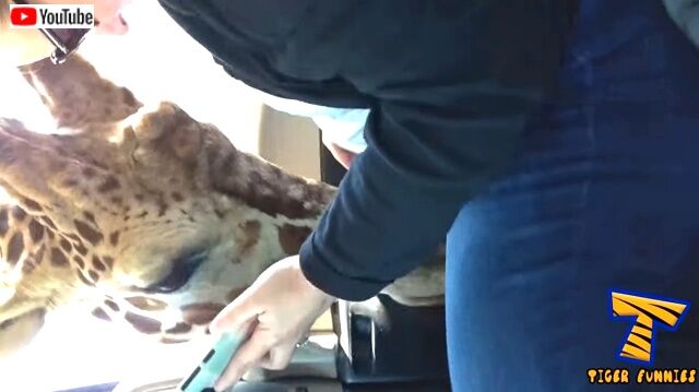 safarianimals1_640