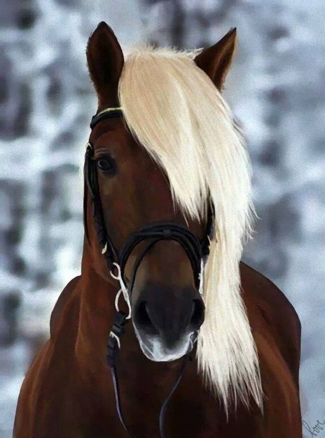horse11_e