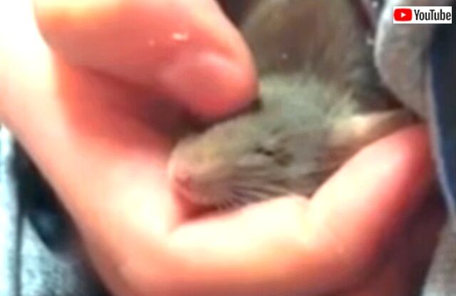 sleepymouse1_640