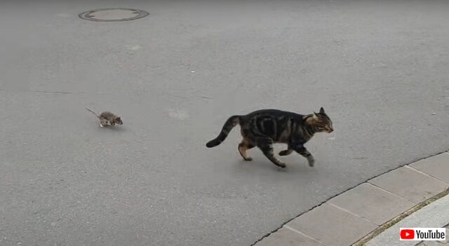 catseesrat3_640