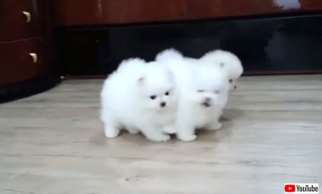 pomeranianpups0_640