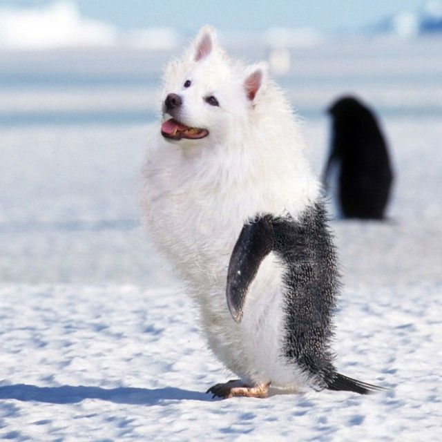 penguin7_e