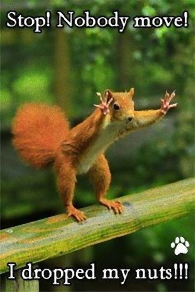 animalfacts10_e