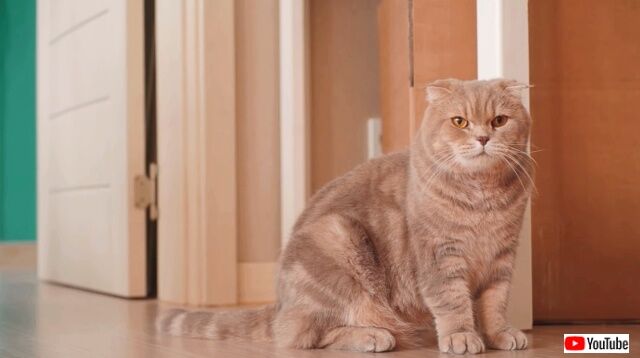 vetnocat5_640