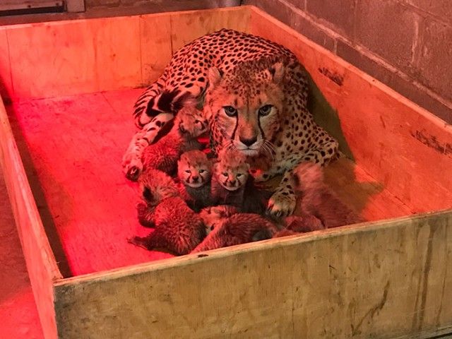 cheetah-eight-cubs-st-louis-zoo-1-5a4f6fc8b023a__700_e