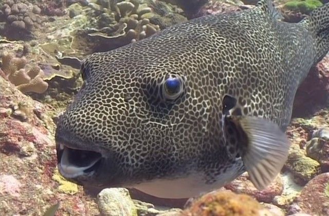 pufferfish4_e