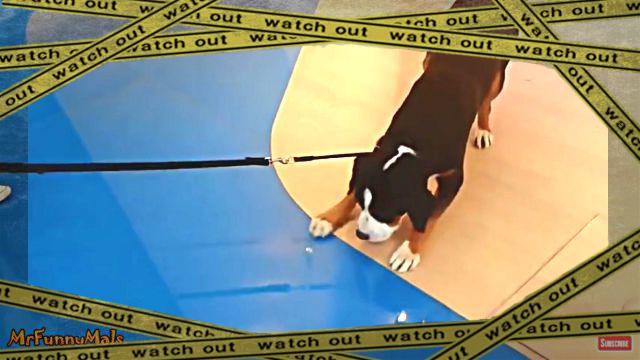 floordog0-frame