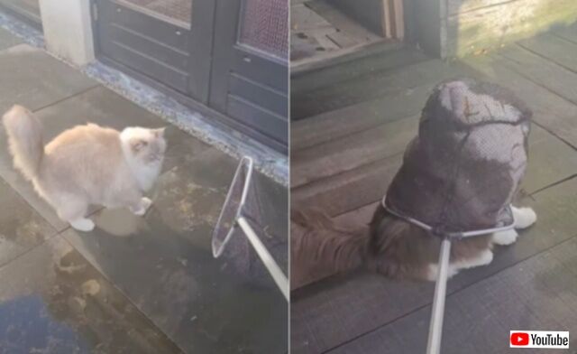 こういうところにも性格が出る？愛猫たちを網ですくってみようとした結果