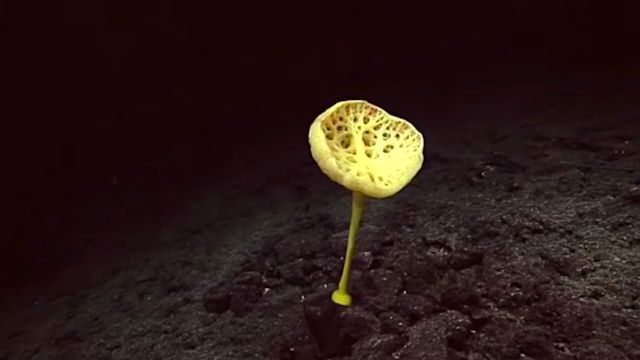 DeepSeaCreatures5