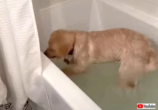 bathtime4_640