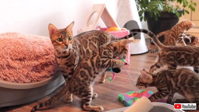 bengalcats3_640