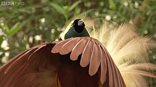 Attenborough4