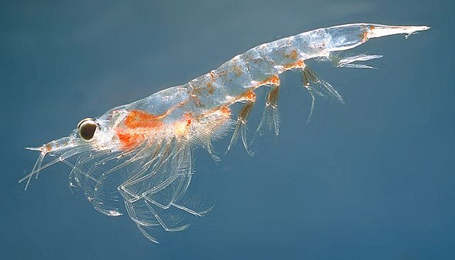 640px-Meganyctiphanes_norvegica2