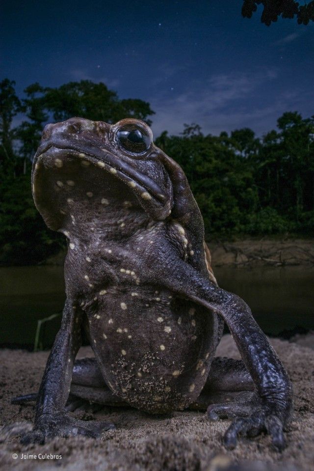 wildlife-photographer-of-the-year-12