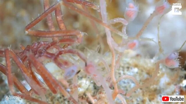 seaspider3_640