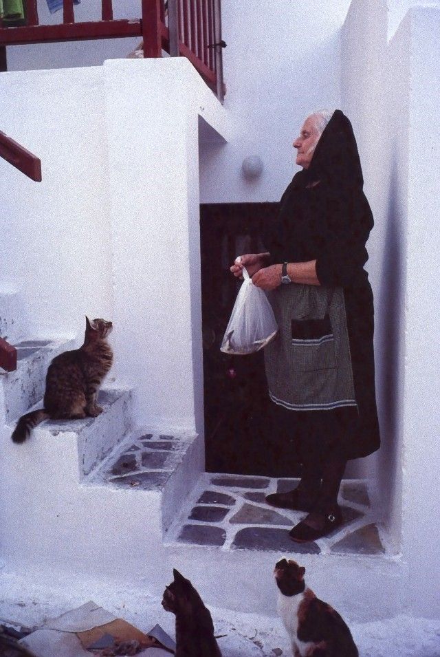 catintheworld3_e