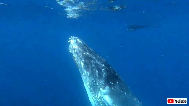 swimwithhumpback6_640